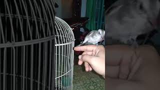 Download lagu Trucuk belajar bunyi dan mandiri mp3