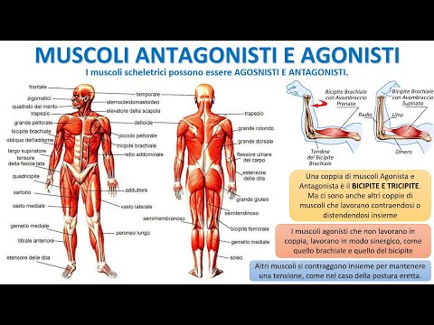 IL TESSUTO MUSCOLARE SCHELETRICO