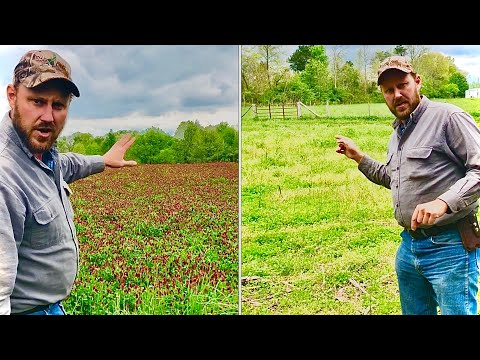 YouTube video about: When to plant clover in michigan?