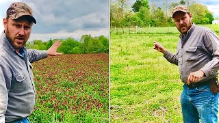 Growing clover! Fall vs. spring planting? Side by side comparison!