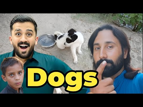 Itny beautiful dogs 🐶🐕🐕 zaid ky