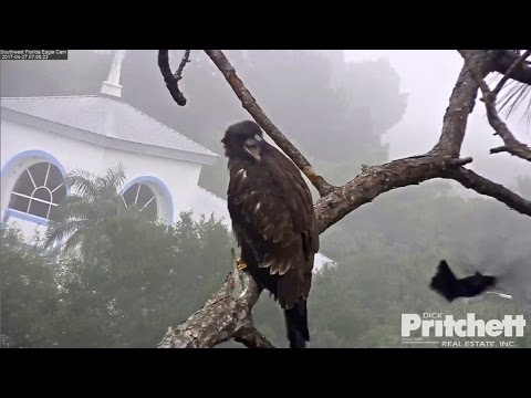 2017/04/27 07h05m SWFL ~ E9 is very upset Grackles are not his friends