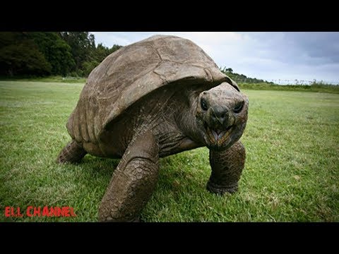 10 ყველაზე მოხუცი ცხოველი რომელიც დღესაც ცოცხალია
