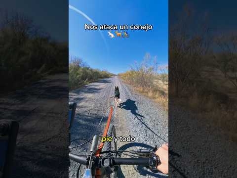 CARRERA HUSKY VS CONEJO | Riku el husky ciclista #perros #huskysiberiano #canicross #ciclismo