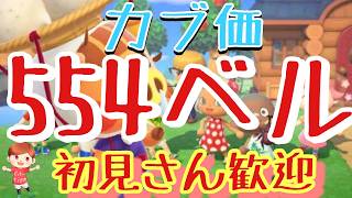 【あつ森】カブ価554ベル島や546ベル島など　ライブ参加型