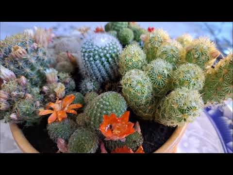 , title : 'Hello ! How to make a beautiful cactus Flower Arrangement for your home decoration?'