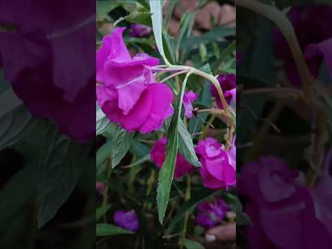 purple blooms 💜💜💜🤗#lifeisbutadream #flowers #ihavethisthingwithplants