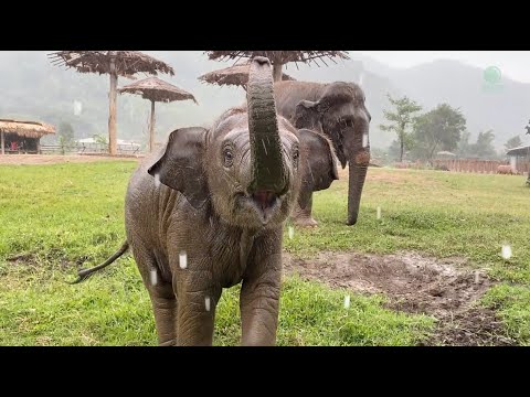 Baby Elephant Wan Mai Enjoying Her First Time In The Rain - ElephantNews