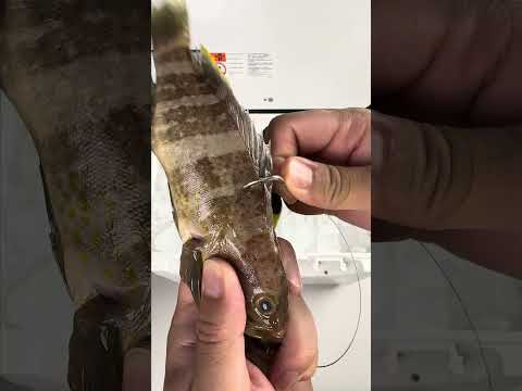 Kanama Smart Bait - Not Live Bait. But Better.