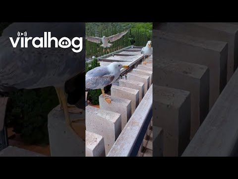 Seagulls Laugh at Their Clumsy Friend || ViralHog
