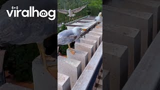 Download lagu Burung Camar Menertawakan Temannya yang Ceroboh || ViralHog mp3 Download lagu Burung Camar Menertawakan Temannya yang Ceroboh || ViralHog mp3