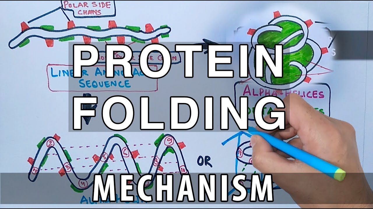 Protein Folding Mechanism - YouTube