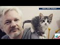 ´El gato se salvó´; abogado dice que mascota de Assange ya había salido de la embajada