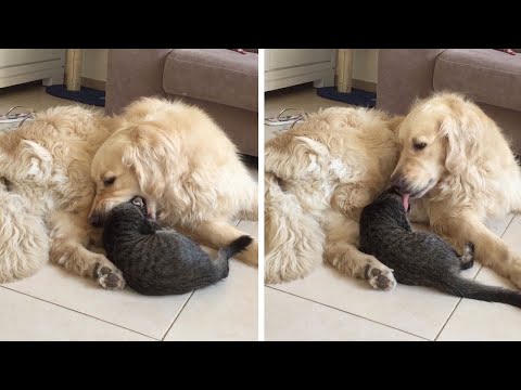 Dog Tries To Eat Cat But Quickly Apologies - YouTube