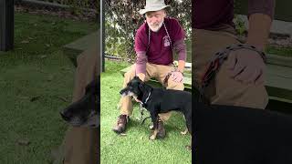 Video preview image #1 Mutt Puppy For Sale in Pasadena, CA, USA