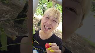 山梨県しまむらさくらんぼ農園　#2 #さくらんぼ狩り