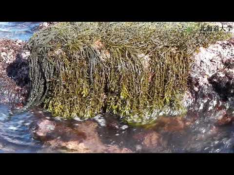 Crepidula fornicataについて詳しく解説