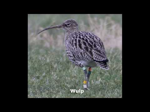 Weidevogel film de Beerse Overlaet