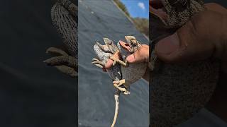 Rescate de Camaleones ! 🦎
