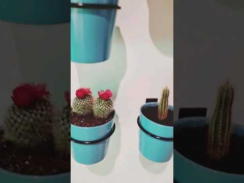 , title : 'Elevate Your Home Decor with Stunning Cactus Amazing Home Collection'