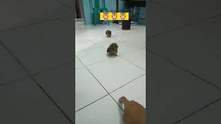 Download lagu BEGINI CARA MEMANGGIL CELEPUK ANAK BURUNG HANTU #shorts #subscribe #viral #celepuk #burunghantu mp3 Download lagu BEGINI CARA MEMANGGIL CELEPUK ANAK BURUNG HANTU #shorts #subscribe #viral #celepuk #burunghantu mp3