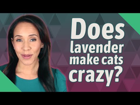 Does lavender make cats crazy?