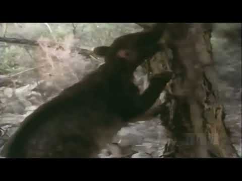 Once Upon Australia [1995] - Palorchestes Screen Time