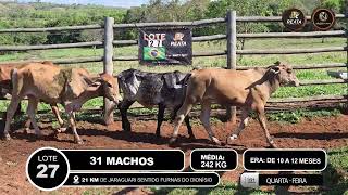 Vídeo LOTE 27