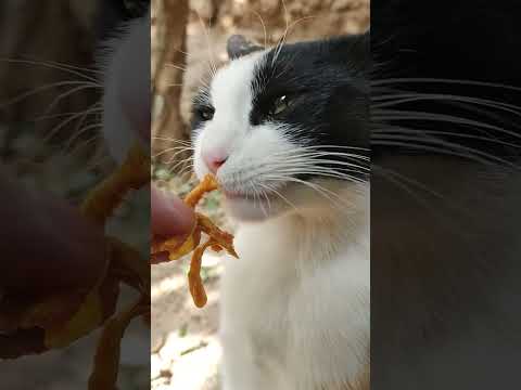 , title : 'POV: Cute Calico Kitty Eating & Licking Chicken In my Hand 🐾😻🔊🤌🍗 Satisfying Yummy ASMR #Shorts'