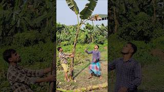 Download lagu Banana Harvest (Ep- 231) mp3 Download lagu Banana Harvest (Ep- 231) mp3