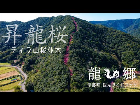 【空撮】昇龍桜 ティラ山桜並木 - 龍郷町観光ガイドブック // 奄美大島 龍郷町