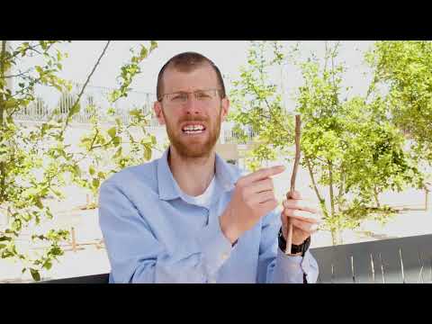 Kilei ilan explained - grafting mixed species