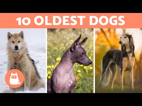 10 OLDEST DOG BREEDS in the World 🐶 (Top 10 Oldest Breeds)