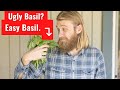 How to Grow Basil the Lazy Way