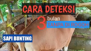Download lagu breeding sapi bali, ciri hamil tiga bulan tanpa merogoh. mp3