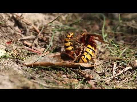 Hornet Fight