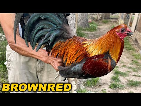 Brownred Larry Romero Sweater Albany JORGE FARM Hawaii - Beautiful Birds Farm Visit