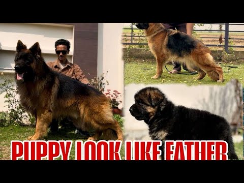 Real long coat #germanshepherd #gsd #gsdpuppy