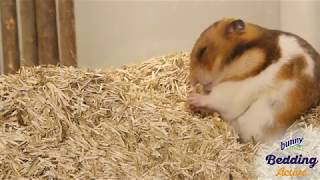 Bedding Active 35 Liter