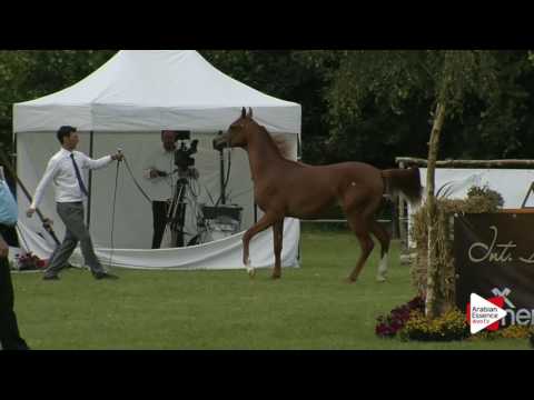 Strohen 2016 - Junior Colts Ch