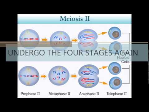 Darvino Dericko - (Biology) Cell Division (Melody : Girls' Generation Gee)