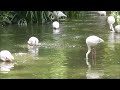 Greater Flamingo Enrichment London Zoo