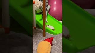 先住民のパンダで遊ぶ子猫　#猫　#パンダ　#子猫  #里親　#里子