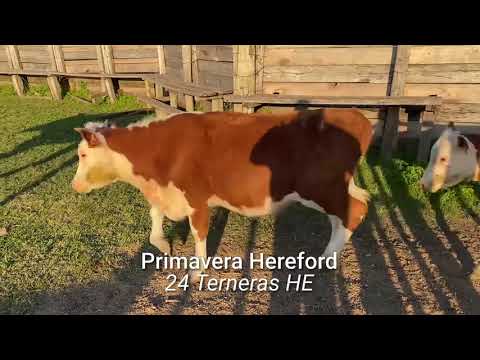 24 Terneras Hereford