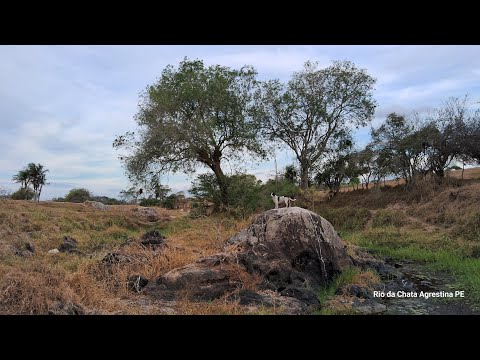 Rio da Chata Sem Água Estiagem Está Castigando Município de Agrestina PE 