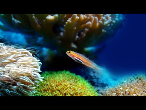 Beach Sunset: Guided Visualization for Serene Sleep | Drift into Tranquil Seashore Dreams