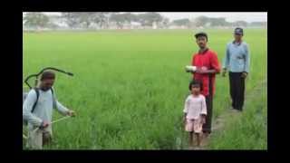 preview picture of video 'padi pola organik sawah mas tri mitra hcs sragen'