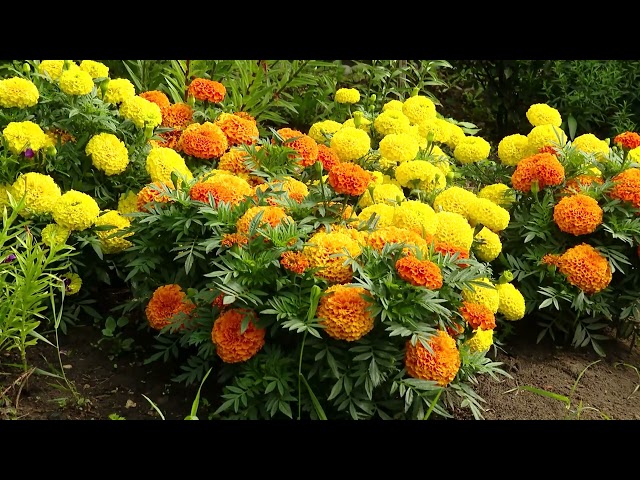 «Удачный сезон»