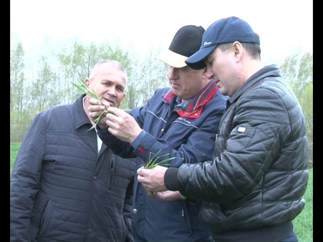 "Нурлатские поля, в очередной раз, порадовали"