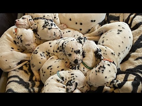 What you need when you bring your Dalmatian puppy home